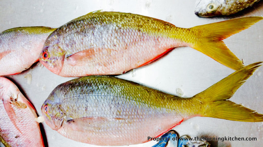 Foodie Local Fish Guide - Yellowtail Fusilier