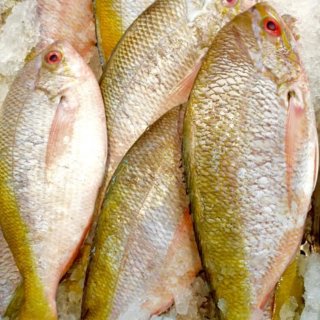 Local Fish Guide - Yellowtail Fusilier